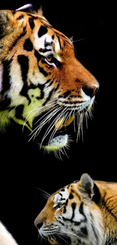 Majestic tigers in vivid detail on a striking black backdrop.