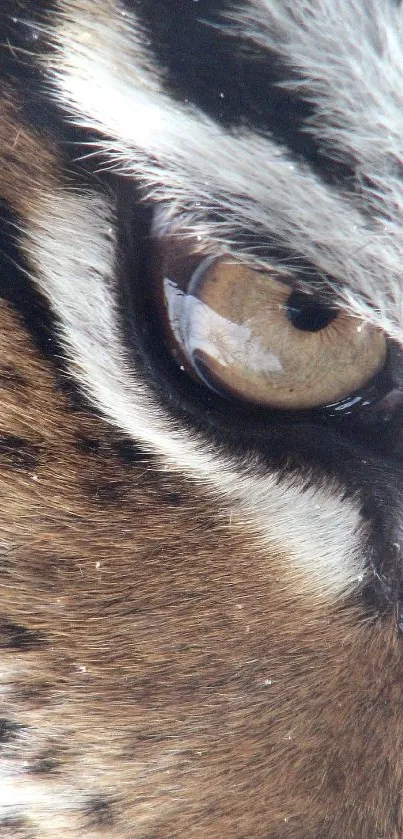 Close-up view of a tiger eye with detailed fur patterns.