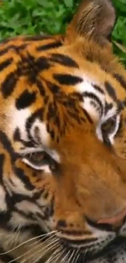 Close-up of a tiger's face with striking orange and black stripes.