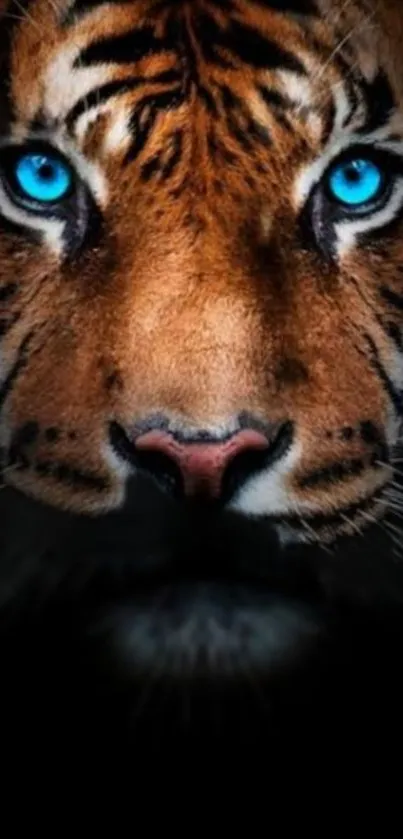 Close-up of a tiger face with piercing blue eyes on a dark background.