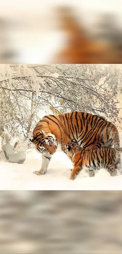 Tiger family walking in a snowy forest.