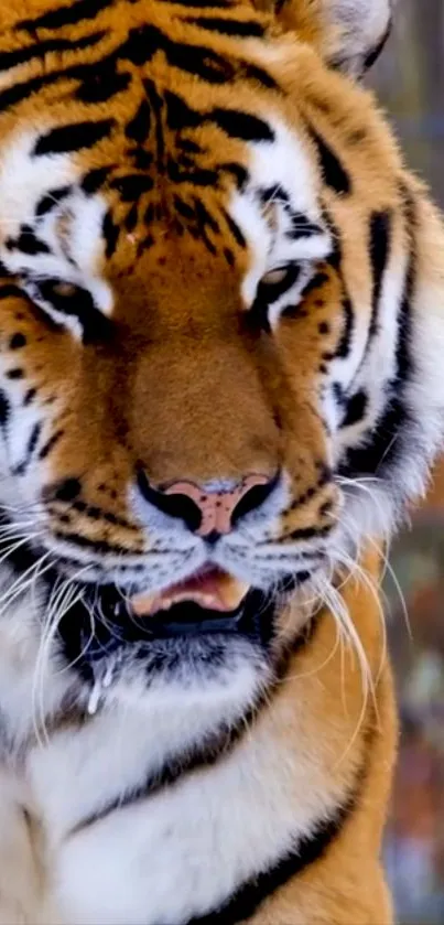 Tiger Felidae Carnivores Live Wallpaper