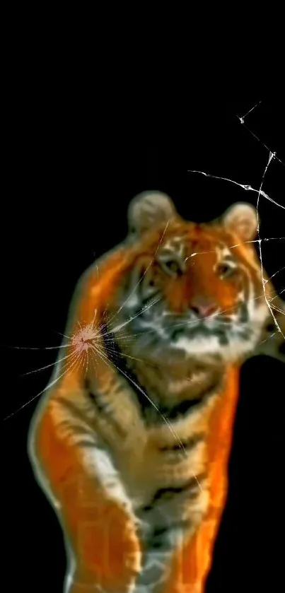 Tiger with glass break effect on black background wallpaper.