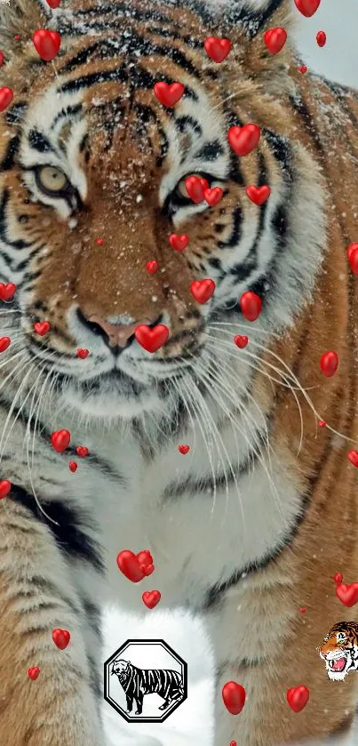 Vibrant tiger with red hearts on fur in a winter setting.