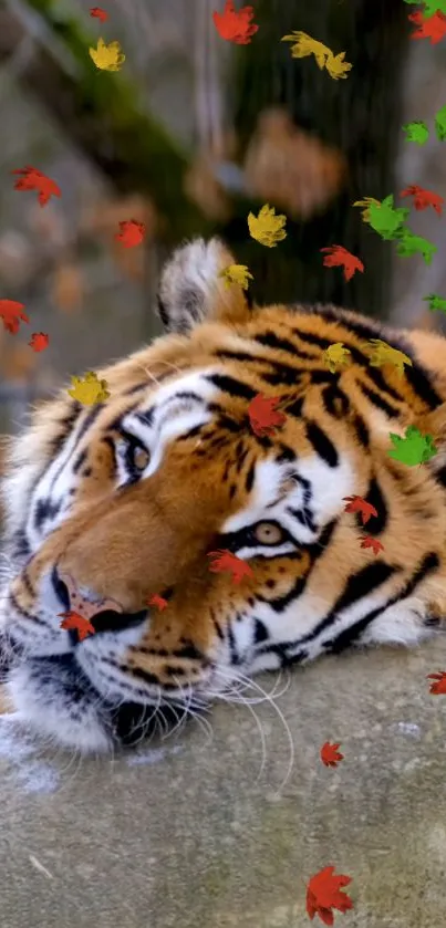 Tiger resting amidst colorful autumn leaves in a scenic wallpaper.