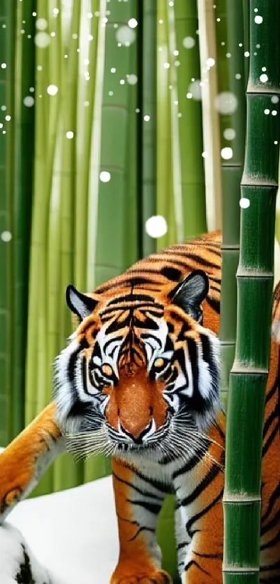 Majestic tiger prowling through a lush bamboo forest with a snowy touch.