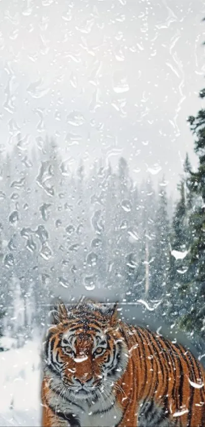 Tiger in a snowy forest with raindrops.