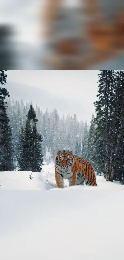 Majestic tiger in a snowy forest surrounded by evergreens.