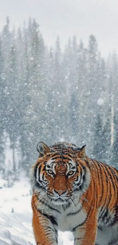 Tiger prowling through snowy forest in winter scenery.