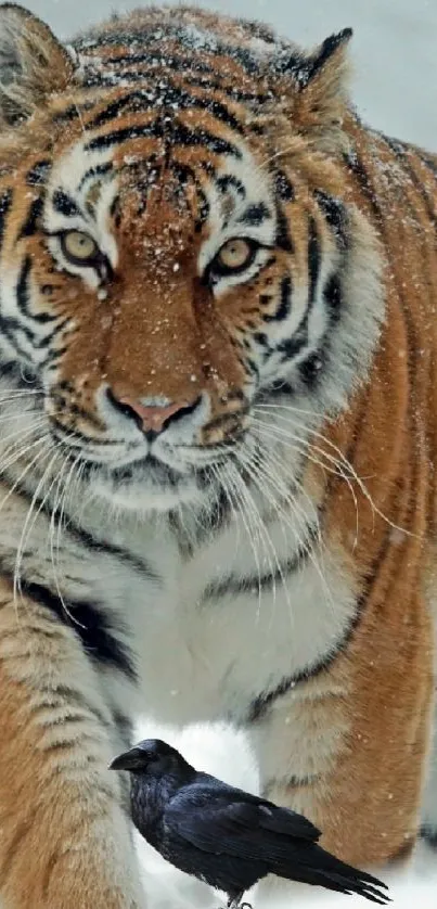 Majestic tiger walks through snowy landscape, vivid stripes against white snow.