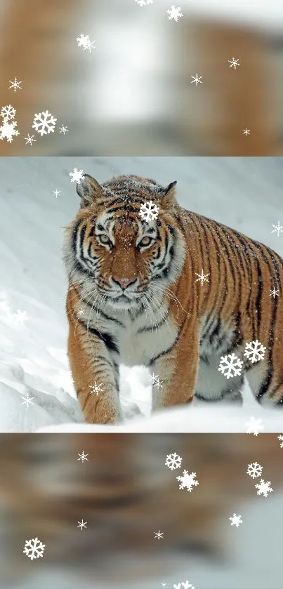 Tiger prowling in the snowy wilderness with falling snowflakes.