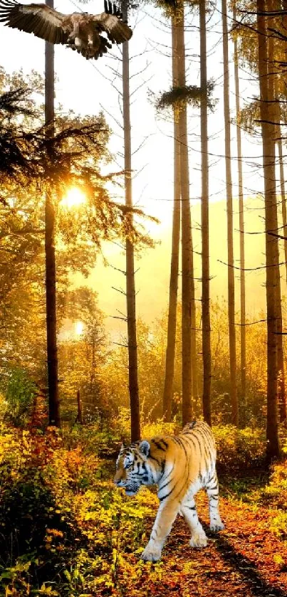 Tiger walking through a sunlit forest path.