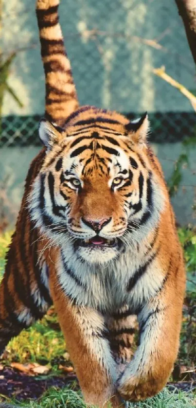 Tiger walking in forested habitat surrounded by trees.