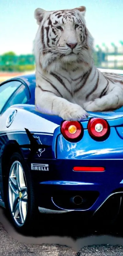 White tiger relaxing on a blue sports car at a racetrack.