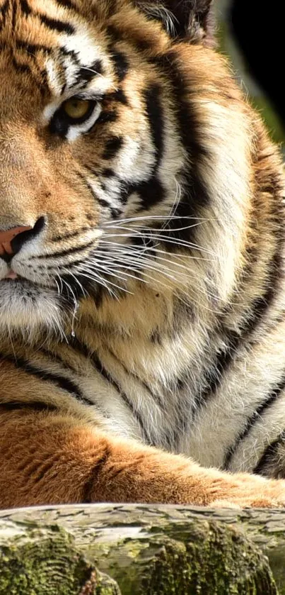 Close-up of a tiger in nature, showcasing its majestic stripes.