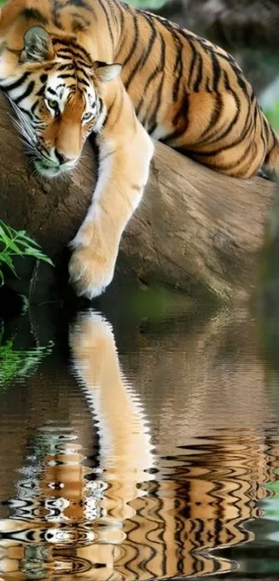 Majestic tiger resting on log with reflection in water.