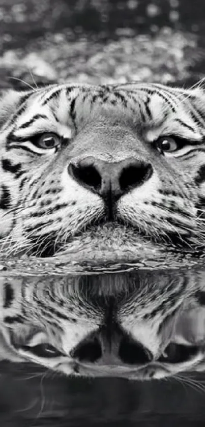 Majestic black and white tiger with reflection in water.