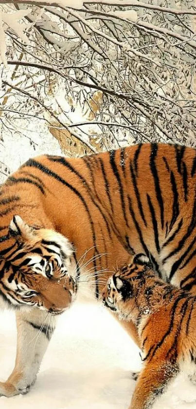 Two tigers in a snowy forest scene.