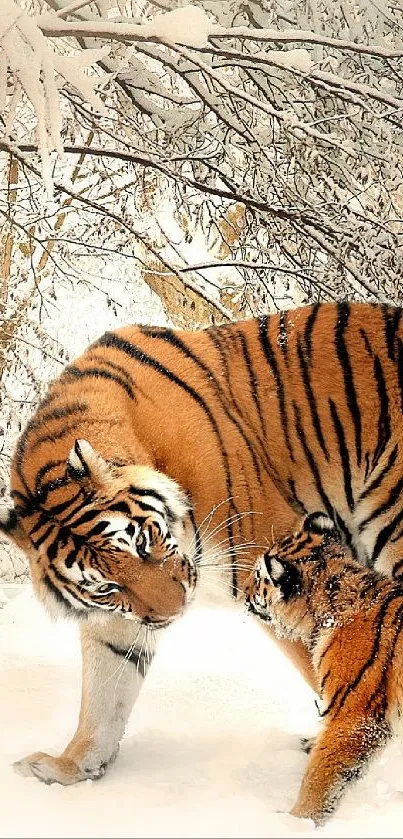 Tiger and cub in a snowy forest setting, peaceful and majestic.