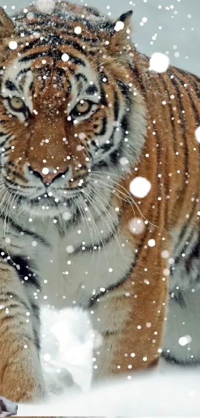 Tigers gracefully pose in a snowy landscape.