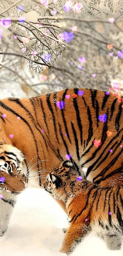 Tiger and cub in snowy forest with heart sparkles.