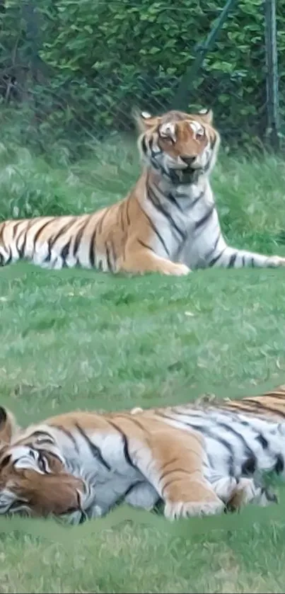 Tigers resting peacefully in a green meadow with lush surroundings.