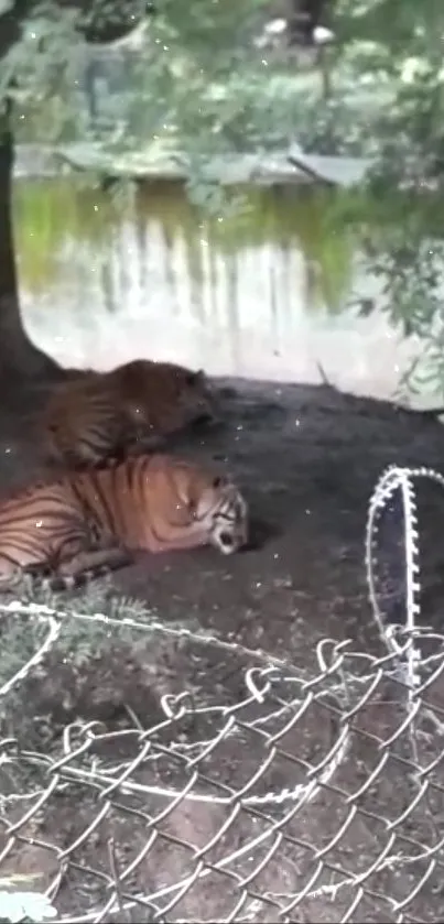 Two tigers resting peacefully in a lush, green jungle setting.