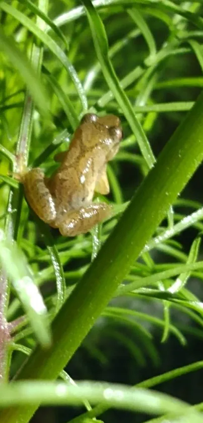 Tiny frog perched on a green leaf in nature.