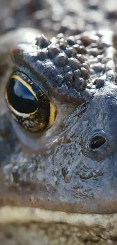 Close-up view of a toad's skin and eye in rich detail.