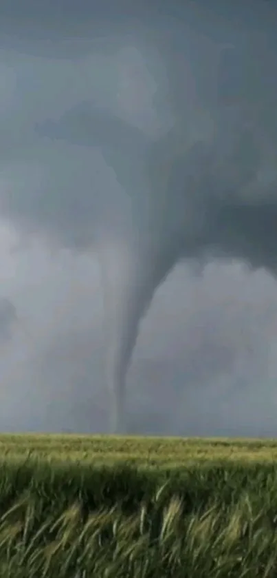 Wallpaper of a tornado spiraling over a green field under a gray sky.