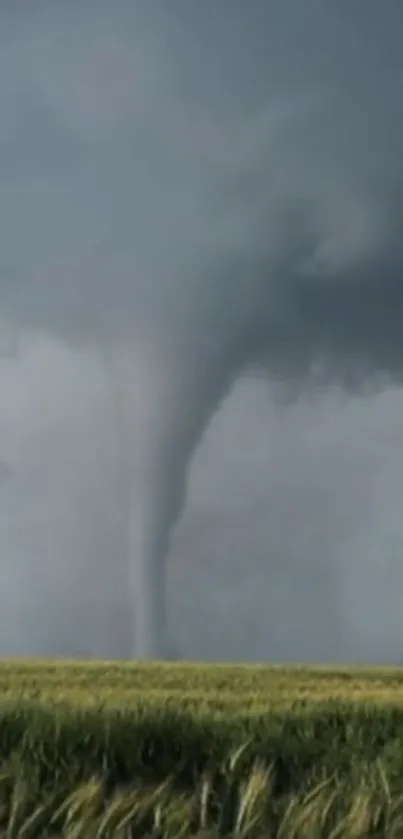 Tornado swirls over vast green fields under a grey sky.