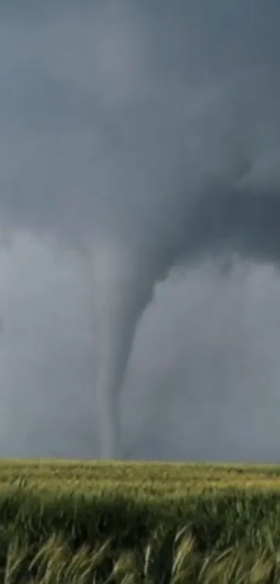 Tornado swirls over a field under dark, ominous clouds.