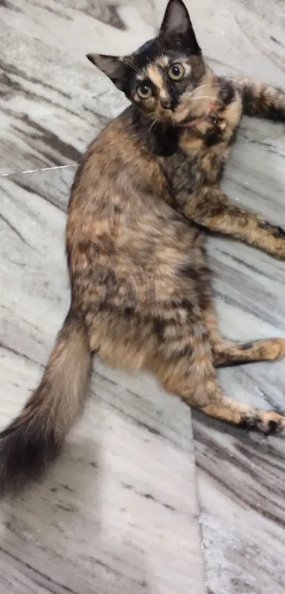 Tortoiseshell cat laying on a marble floor, creating a cozy mobile wallpaper.