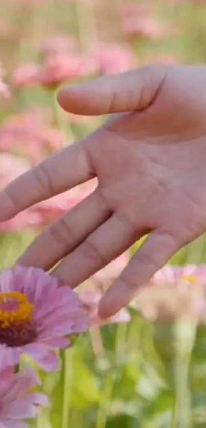 Hand gently touching a pink daisy in a garden setting.