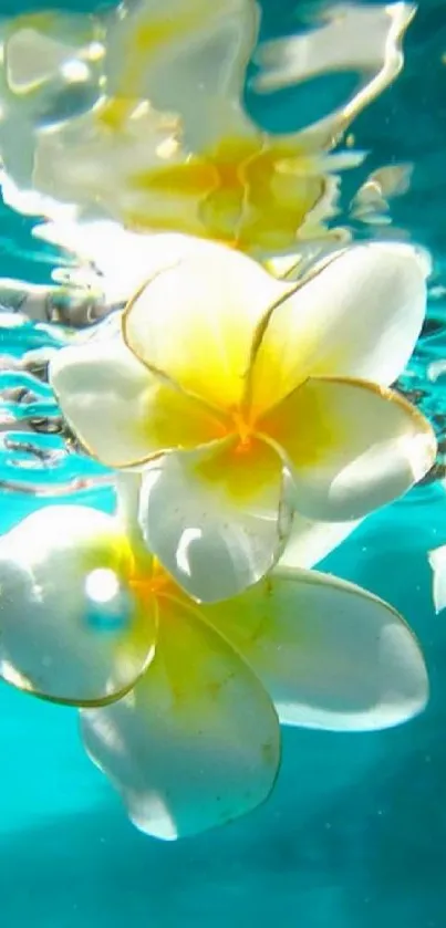 Floating white and yellow flowers in aquamarine water.