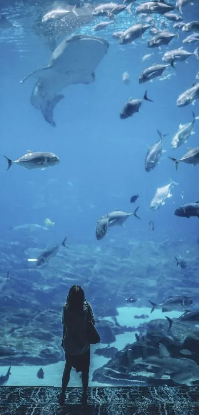 A tranquil aquarium wallpaper featuring fish swimming gracefully underwater.