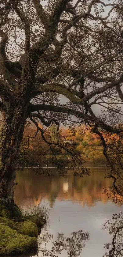 Majestic autumn tree by a calm lake with reflections.