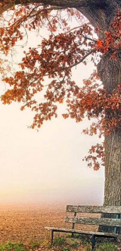 Autumn tree with a bench in misty background on wallpaper.