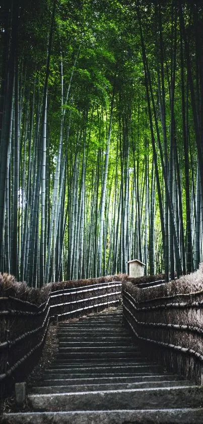 Peaceful path through lush bamboo forest, green hues dominate.