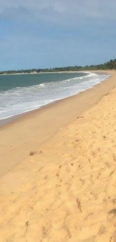 Tranquil beach scenery with golden sands and palm trees for mobile wallpaper.