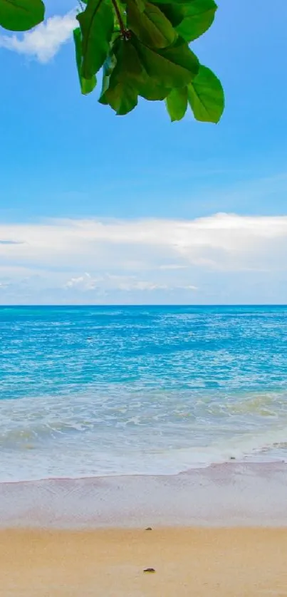 Scenic beach wallpaper with blue ocean and green foliage.