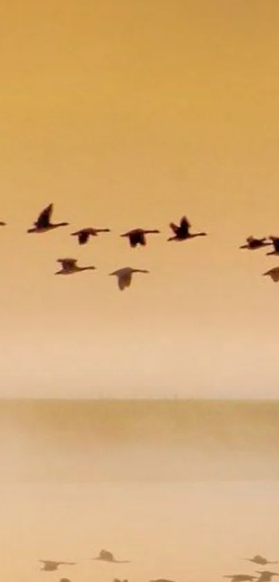 Birds flying in a golden sky at sunset with reflections.