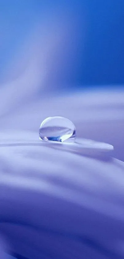 Close-up of a water droplet on a purple petal with a blue background.