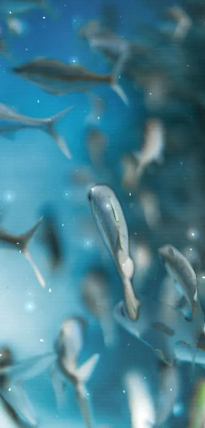 Serene underwater scene with fish swimming in blue background.