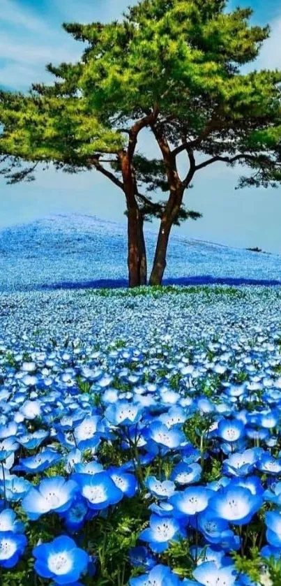 A field of blue flowers with a lone tree under a clear sky.