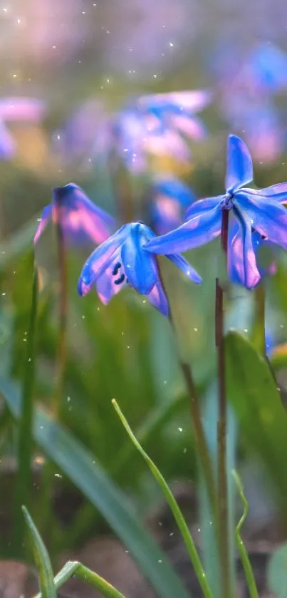 Vibrant blue flowers with green stems and soft light bokeh effect.