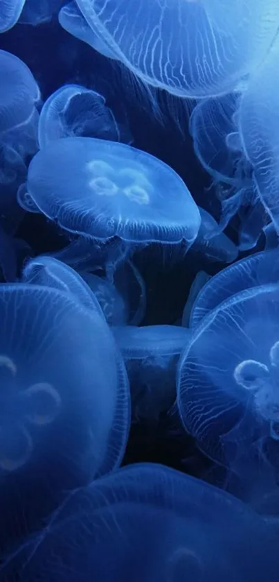 Glowing blue jellyfish create a calming underwater scene.