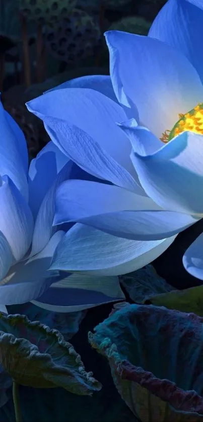 Blue lotus flowers with lush green leaves in a tranquil night setting.