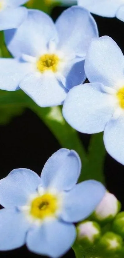 Delicate blue wildflowers with lush green leaves.