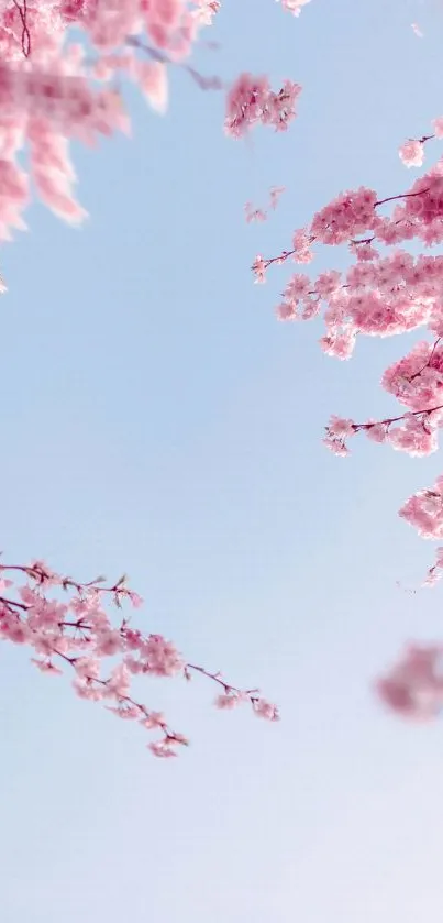 Cherry blossom branches against a blue sky.